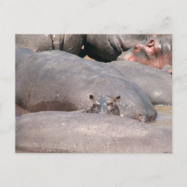 Postal Hippo te mira