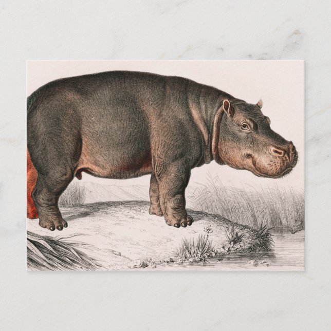 Postal Hippo vintage (Anverso)