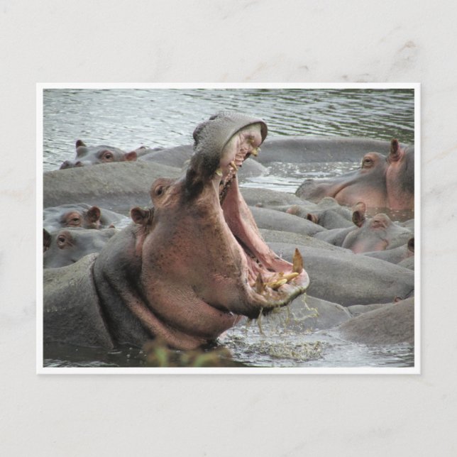 Postal hippo yawn (Anverso)