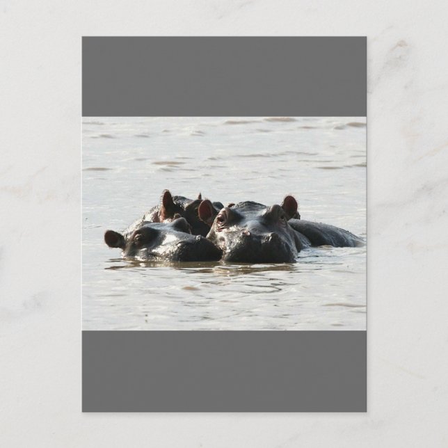 Postal Hippos (Anverso)