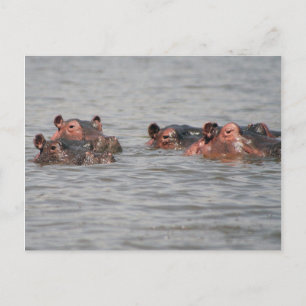 Postal Hippos
