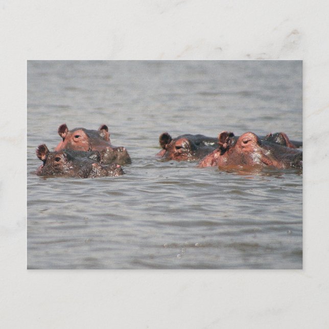 Postal Hippos (Anverso)