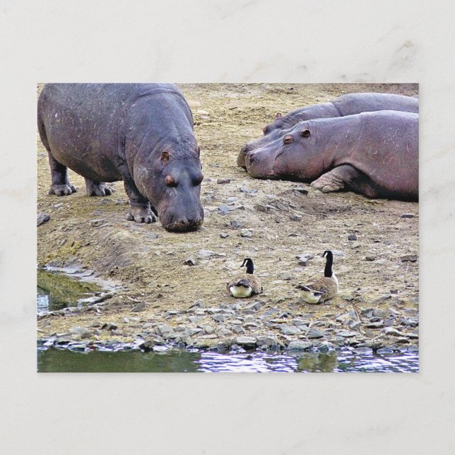 POSTAL HIPPOS (Anverso)
