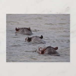 Postal Hippos Ir a nadar