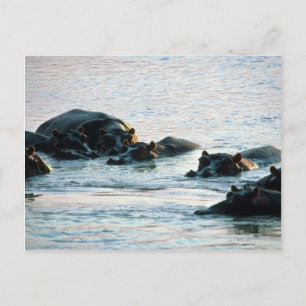 Postal Hippos - Pod Relajado En El Río Twilight