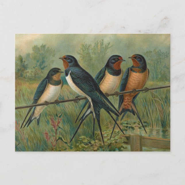 Postal Hirundo rustica, Hirundo rustica Savignii (Anverso)