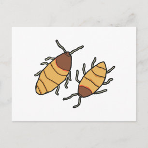 Postal Hissing Cockroach