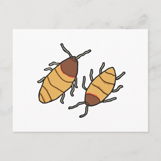Postal Hissing Cockroach (Anverso)