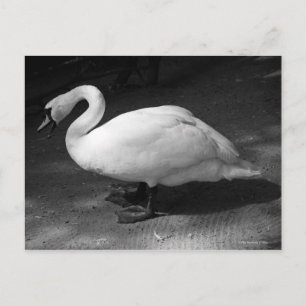 Postal HiSSs