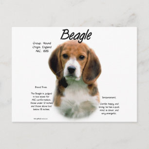 Postal Historia Beagle; Todo Sobre Beagles
