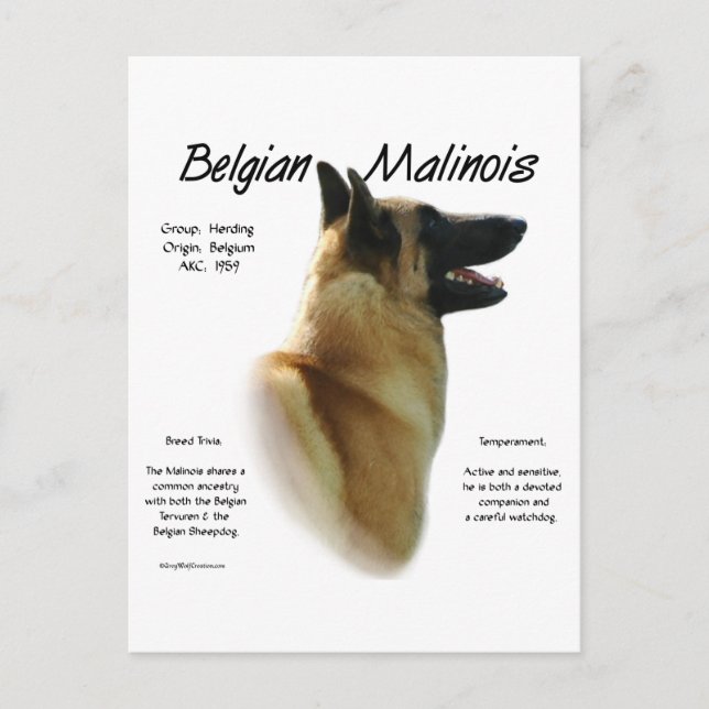 Postal Historia belga malinois; todo sobre Malinois (Anverso)