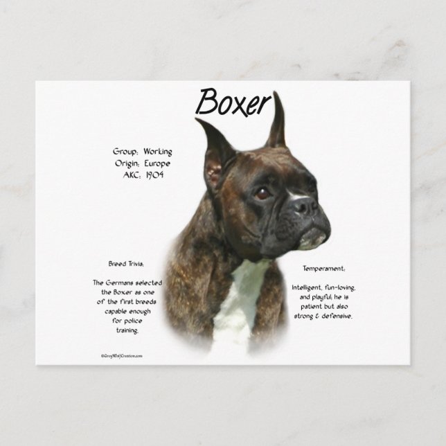 Postal Historia de Brindle Boxer (Anverso)