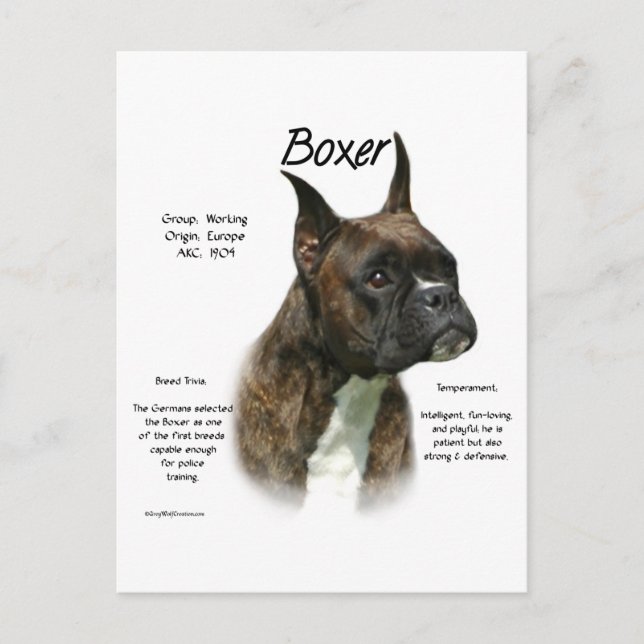 Postal Historia de Brindle Boxer (Anverso)