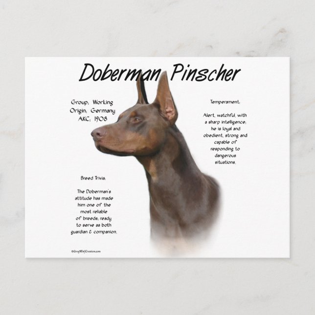 Postal Historia de Doberman Rojo (Anverso)