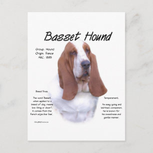 Postal Historia de Hound Basset; Todo sobre Hounds Basset