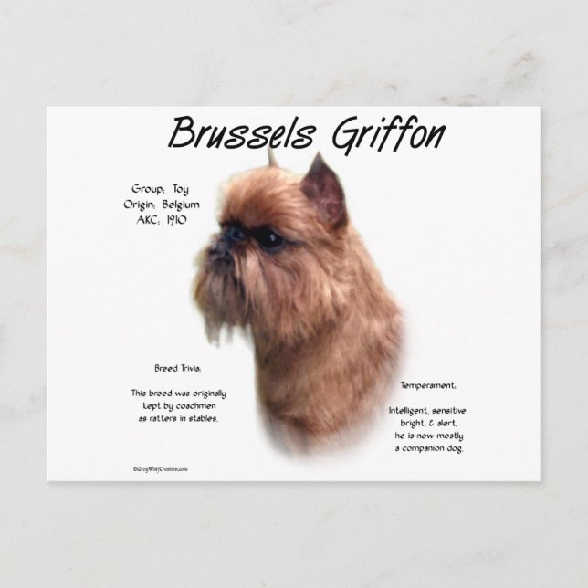 Postal Historia de Rough Brussels Griffon
