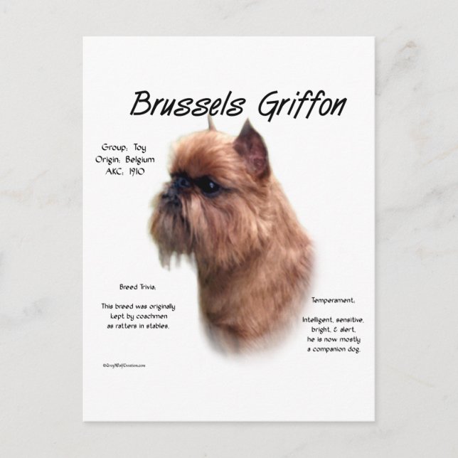 Postal Historia de Rough Brussels Griffon (Anverso)