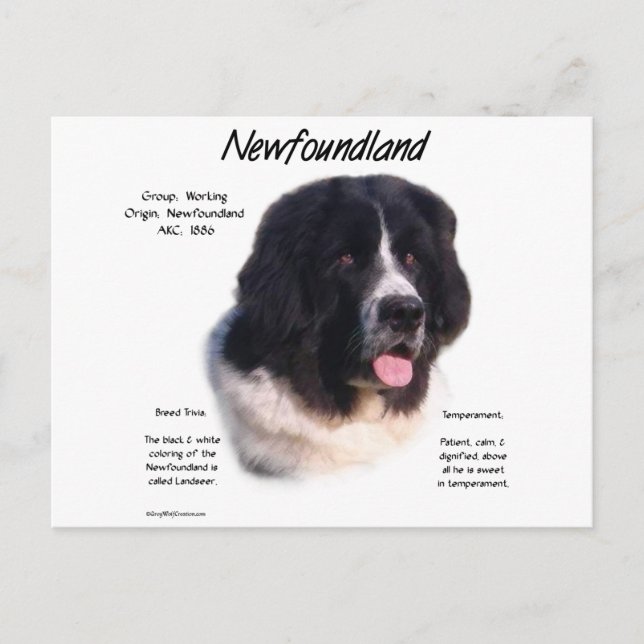 Postal Historia de Terranova, me encantan los Newfies (Anverso)