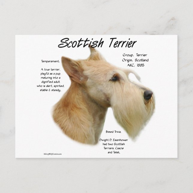 Postal Historia de Wheaten Scottie (Anverso)