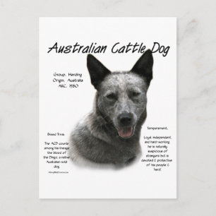 Postal Historia del perro de ganado bovino azul australia