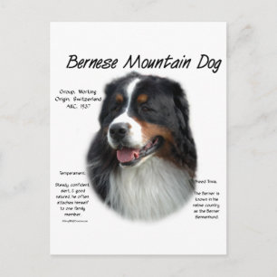 Postal Historia del perro de montaña de Bernese; todo sob
