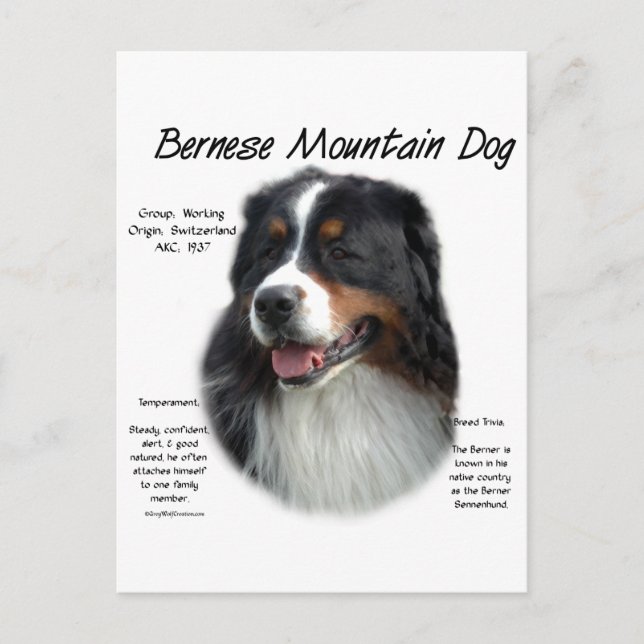 Postal Historia del perro de montaña de Bernese; todo sob (Anverso)