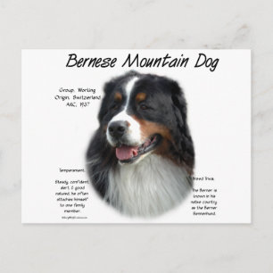 Postal Historia del perro de montaña de Bernese; todo sob