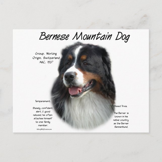Postal Historia del perro de montaña de Bernese; todo sob (Anverso)