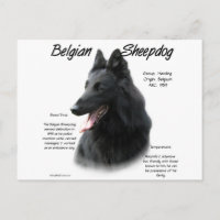 Historia del Sheepdog belga; todo sobre los Sheepd