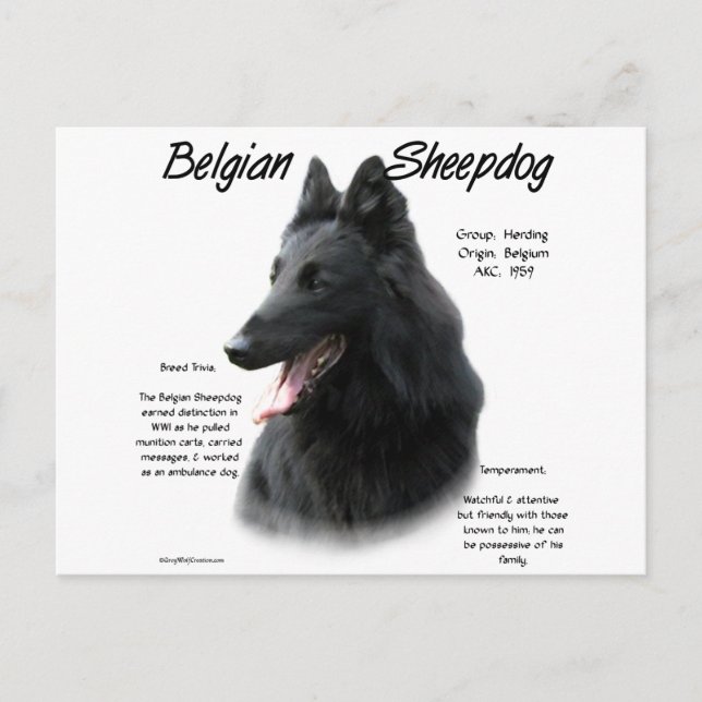 Postal Historia del Sheepdog belga; todo sobre los Sheepd (Anverso)