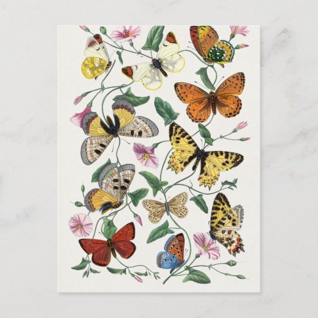 Postal Historia natural del antiguo Paul Gervais Butterfl (Anverso)