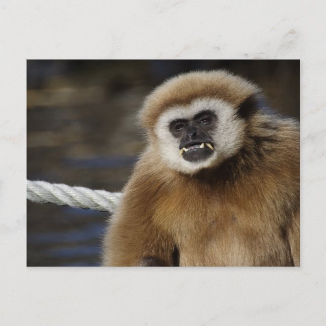 Postal Hlobates lar (Anverso)