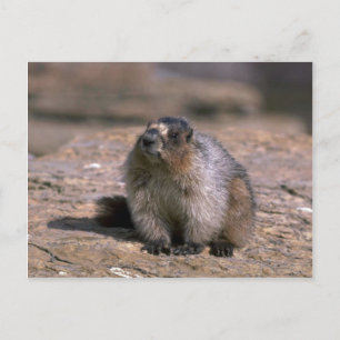 Postal Hoary Marmot