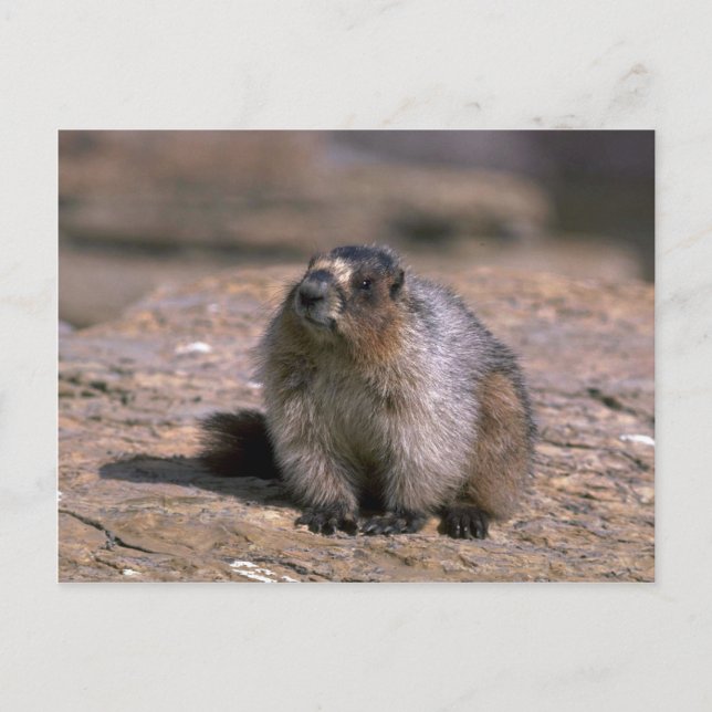 Postal Hoary Marmot (Anverso)
