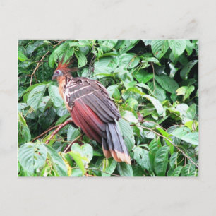 Postal Hoatzin "Stinky Turkey" río Pastaza, Ecuador