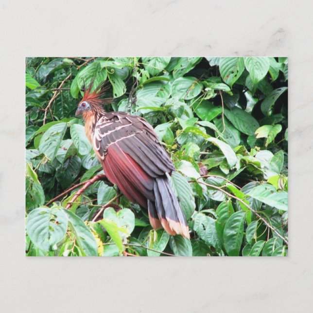 Postal Hoatzin "Stinky Turkey" río Pastaza, Ecuador (Anverso)