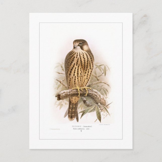 Postal Hobby (Anverso)