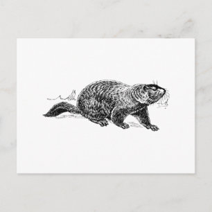 Postal Hog terrestre