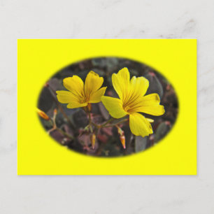 Postal Hogar Oxalis De Flor Amarilla
