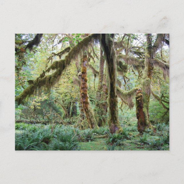 Postal Hoh Rain Forest (Anverso)