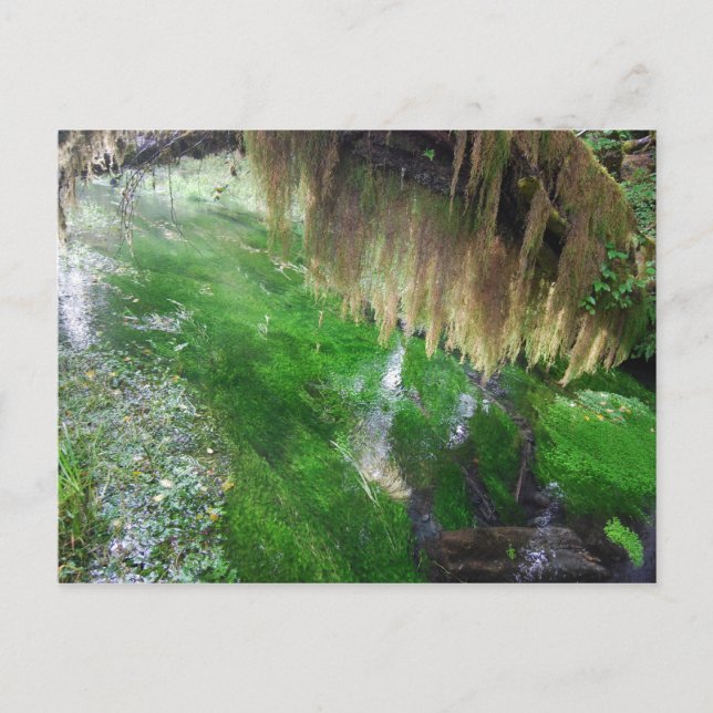 Postal Hoh Rain Forest (Anverso)
