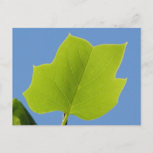 Postal Hoja de álamo
