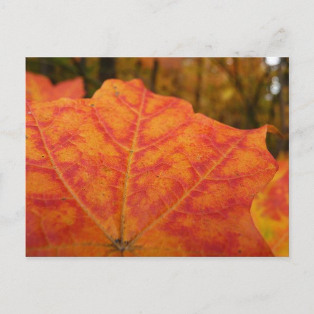 Postal Hoja de Arce Abstracta de Otoño Naranja y Rojo Nat (Anverso)