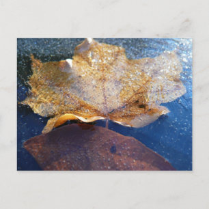 Postal Hoja de Arce Amarillo Congelada Otoño Naturaleza