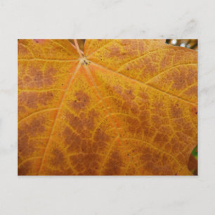 Postal Hoja de Arce Amarillo Otoño Abstracto Naturaleza