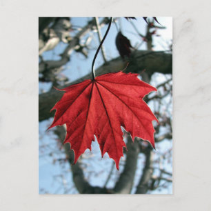Postal Hoja de arce canadiense