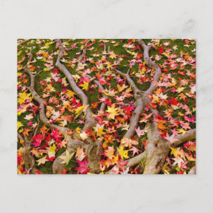 Postal Hoja de arce de colores vivos