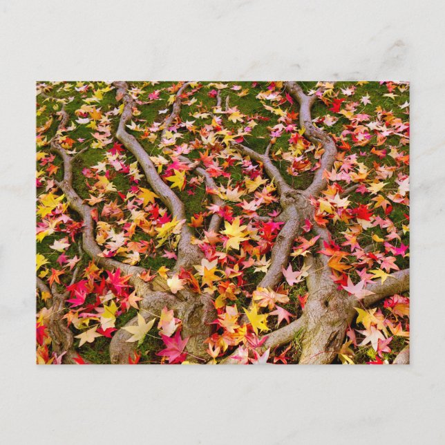 Postal Hoja de arce de colores vivos (Anverso)