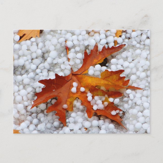 Postal Hoja de Arce de Otoño en Granizo Real - Clima Dram (Anverso)
