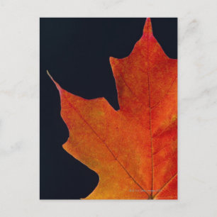 Postal Hoja de arce de otoño sobre fondo negro